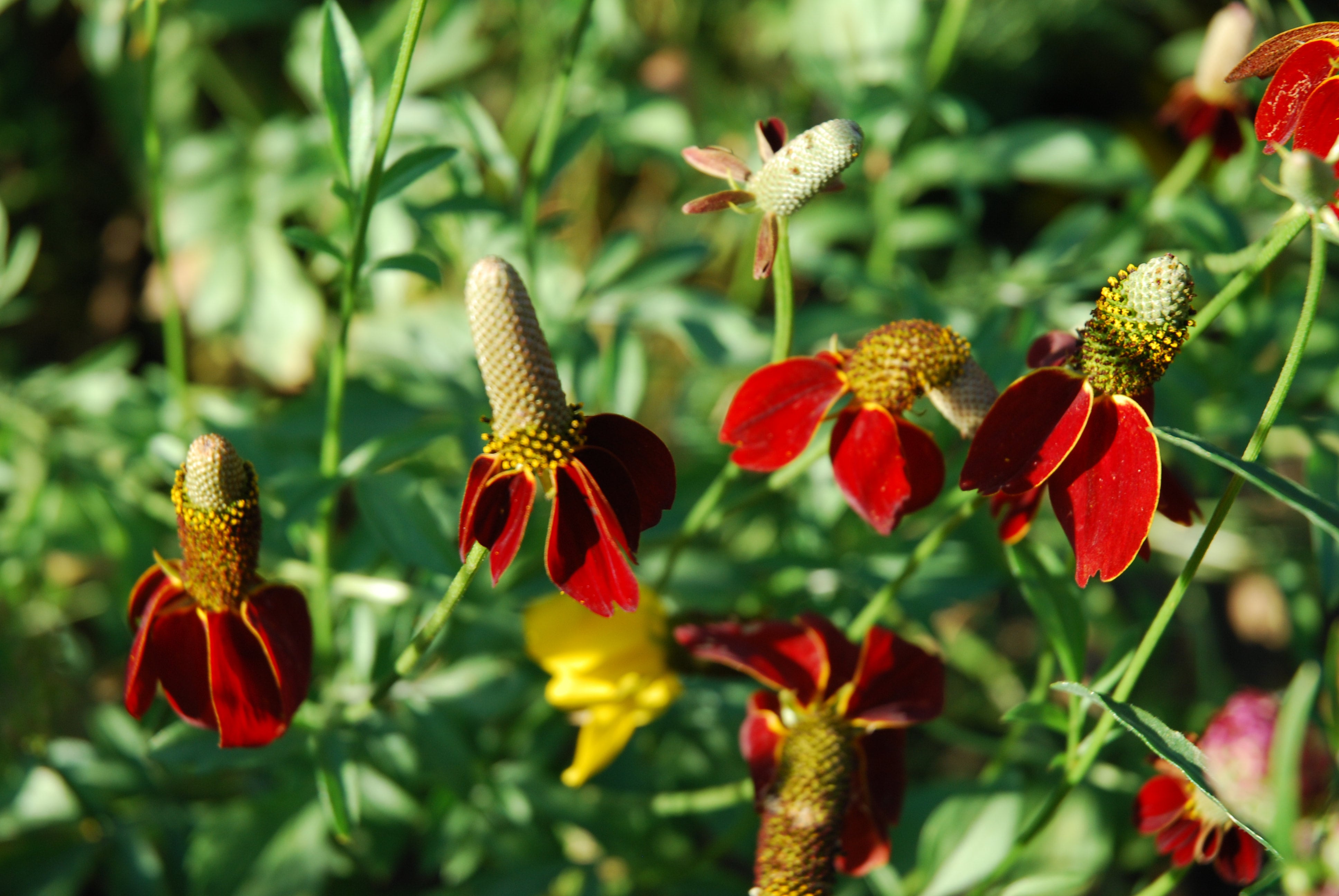Ratibida columnifera ('Red' Yellow Prairie Coneflower) seed packets ...