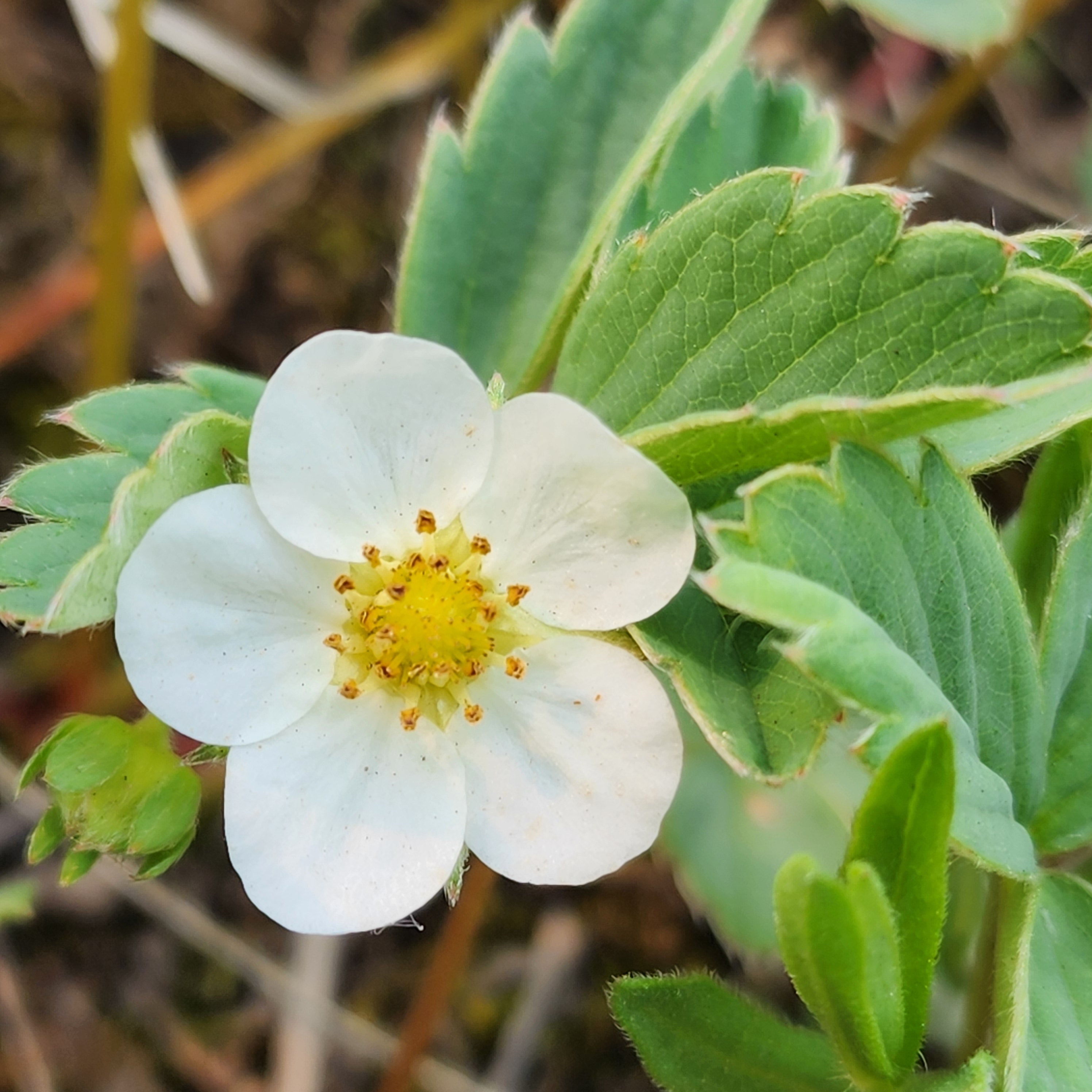 Fragaria virginiana (Wild Strawberry) plug | ALCLA Native Plants Shop