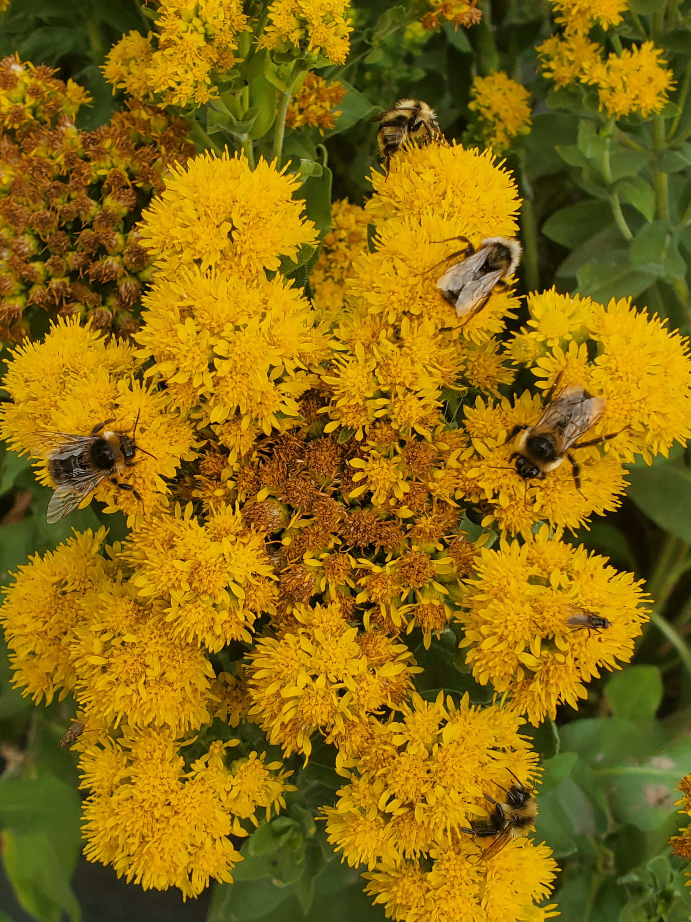 Solidago Rigida Solidago rigida (Stiff Goldenrod) seed packets | ALCLA Native Plants Shop