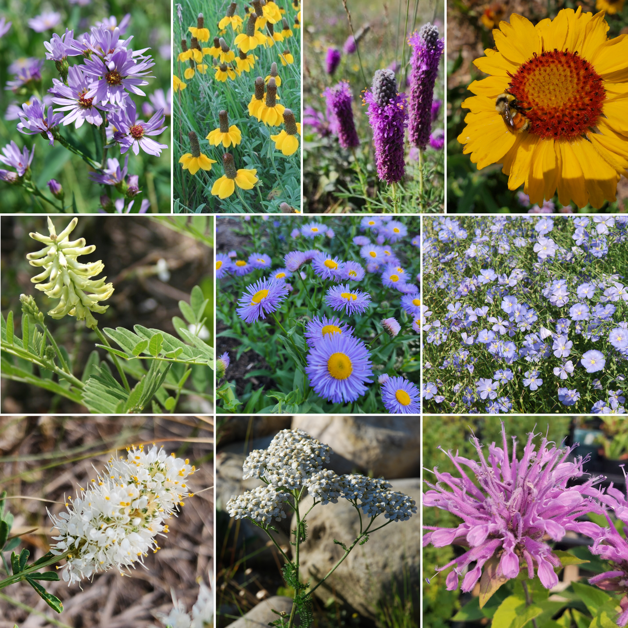 Full Sun Perennial Wildflower Mix bulk seed per pound | ALCLA Native Plants  Shop