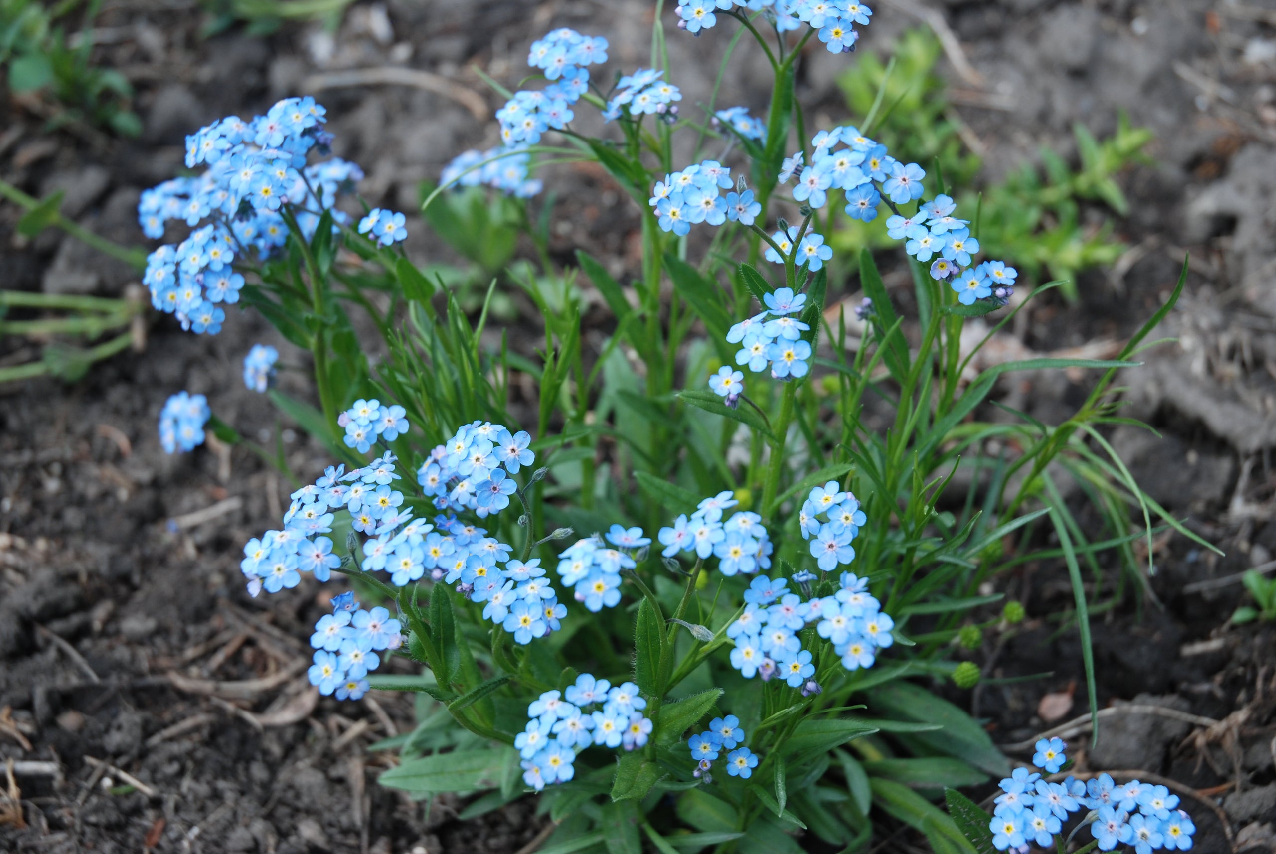 Myosotis asiatica (Alpine plug ALCLA Native Plants Shop
