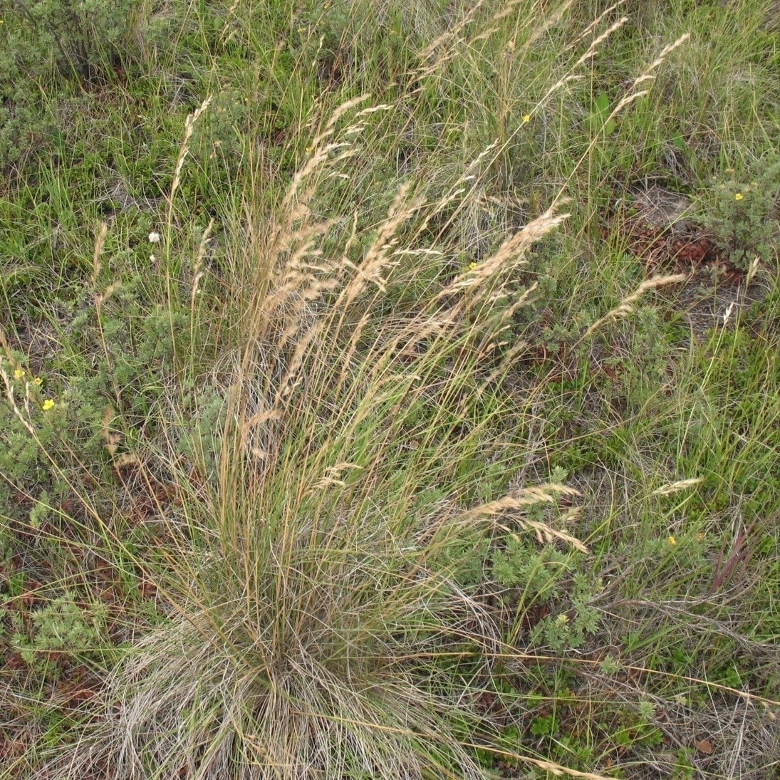 Festuca Campestris Foothills Rough Fescue Seed Packet Alcla Native Plants Shop 3558