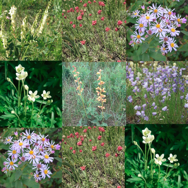 Part Shade Wildflower Mix A Seed Packet ALCLA Native Plants Shop