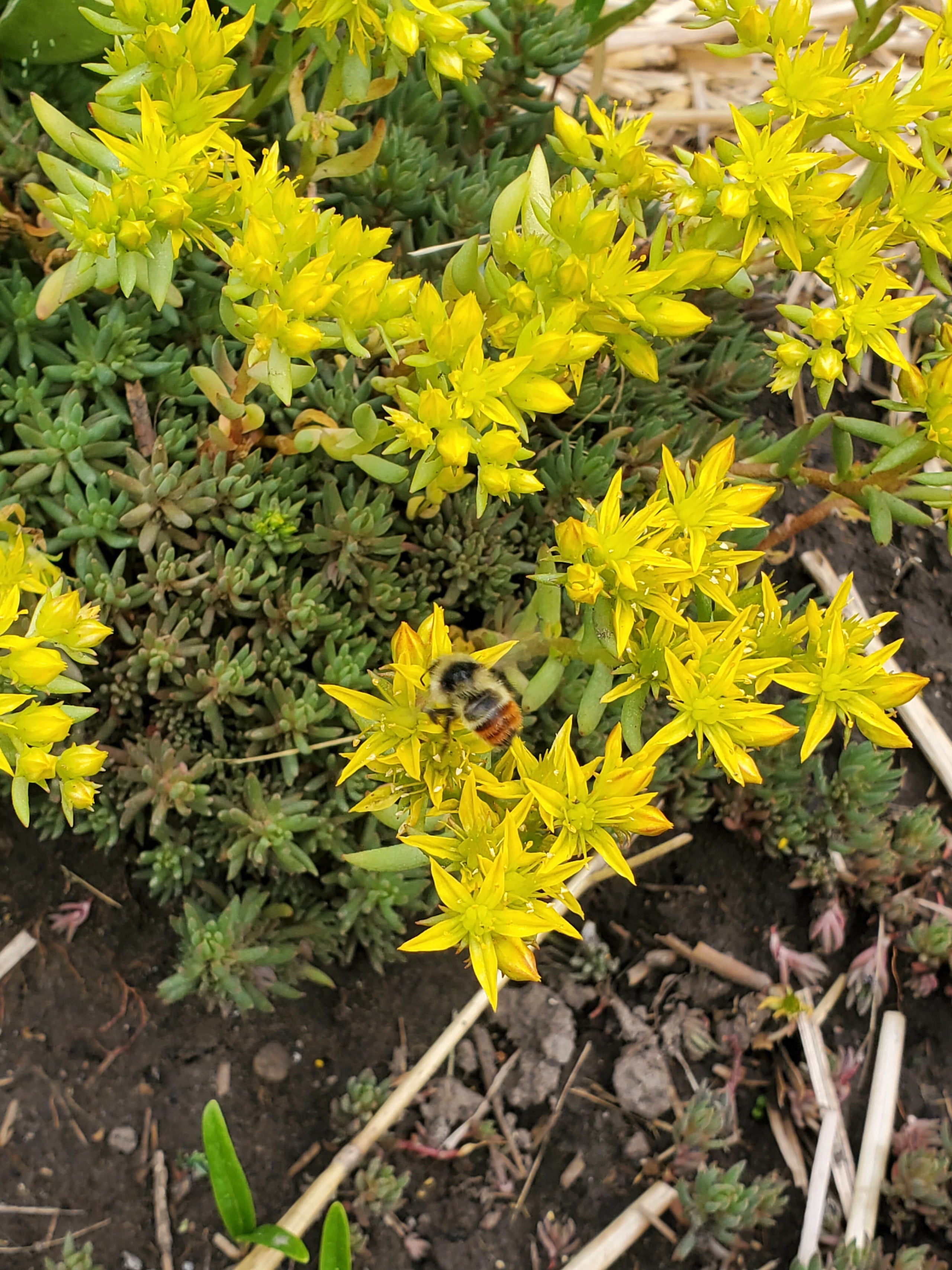 Sedum lanceolatum (Lance-leaved Stonecrop) 3.5