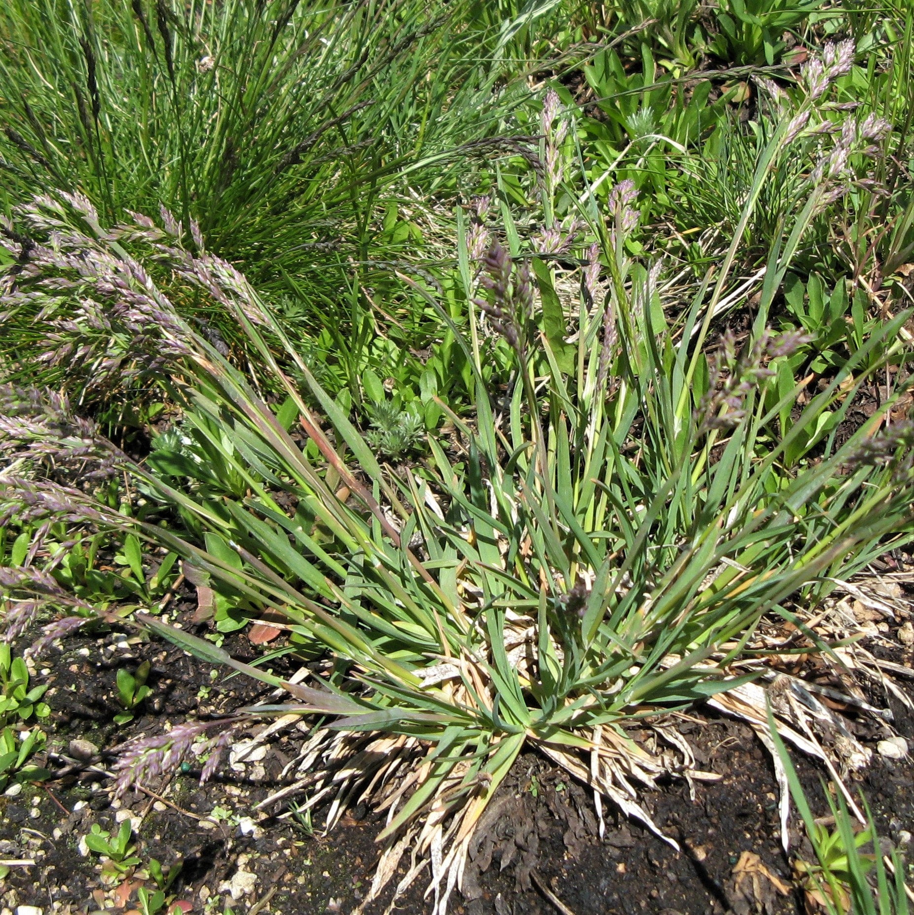 Poa alpina alpine bluegrass bulk seed per 1 4 pound alcla native