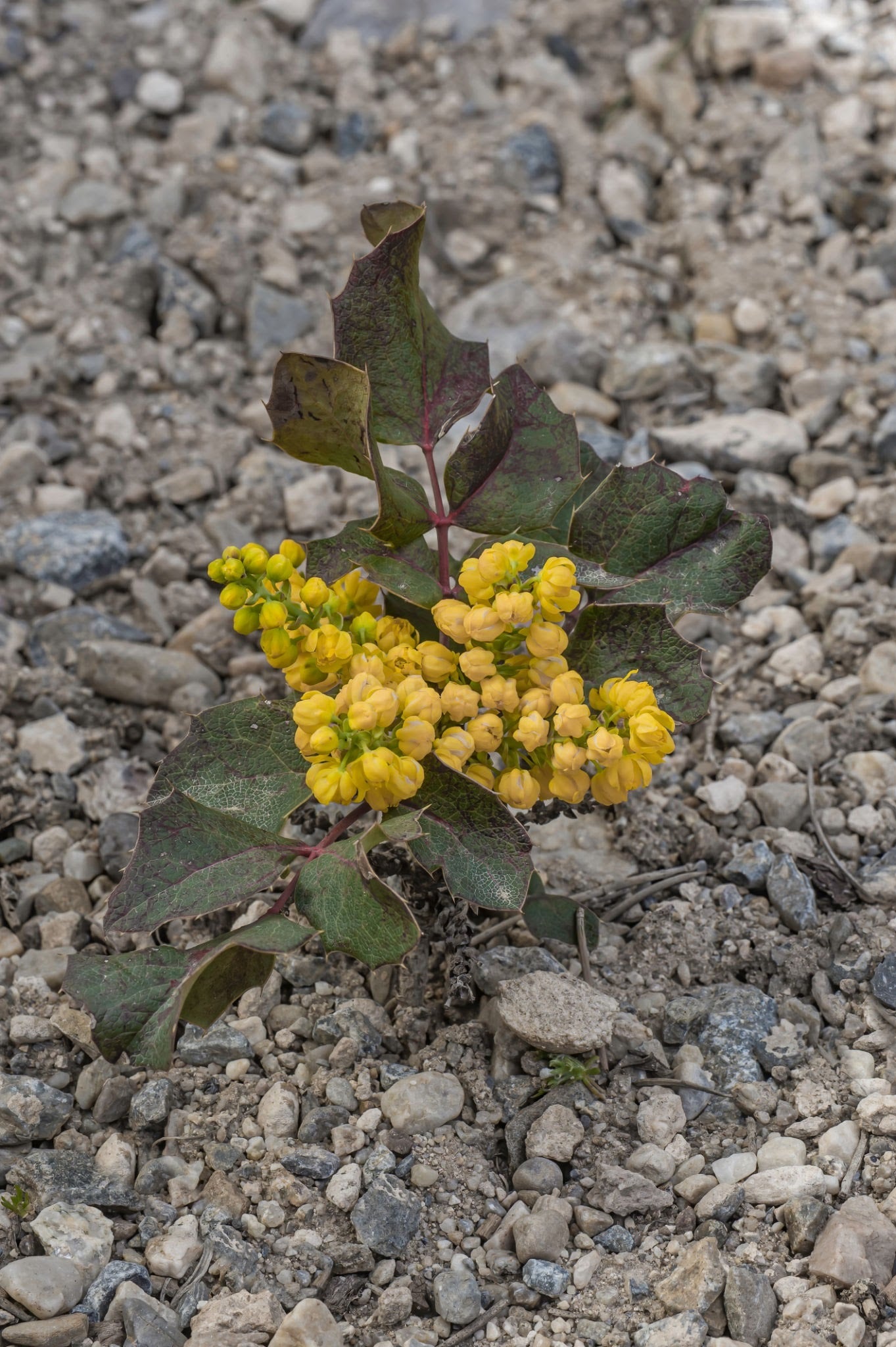 Mahonia repens (Creeping Oregon Grape) 1 gallon pot | ALCLA Native ...